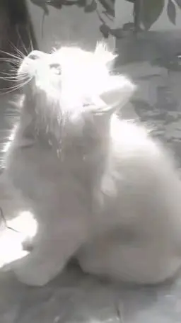 ai character: Camilla background