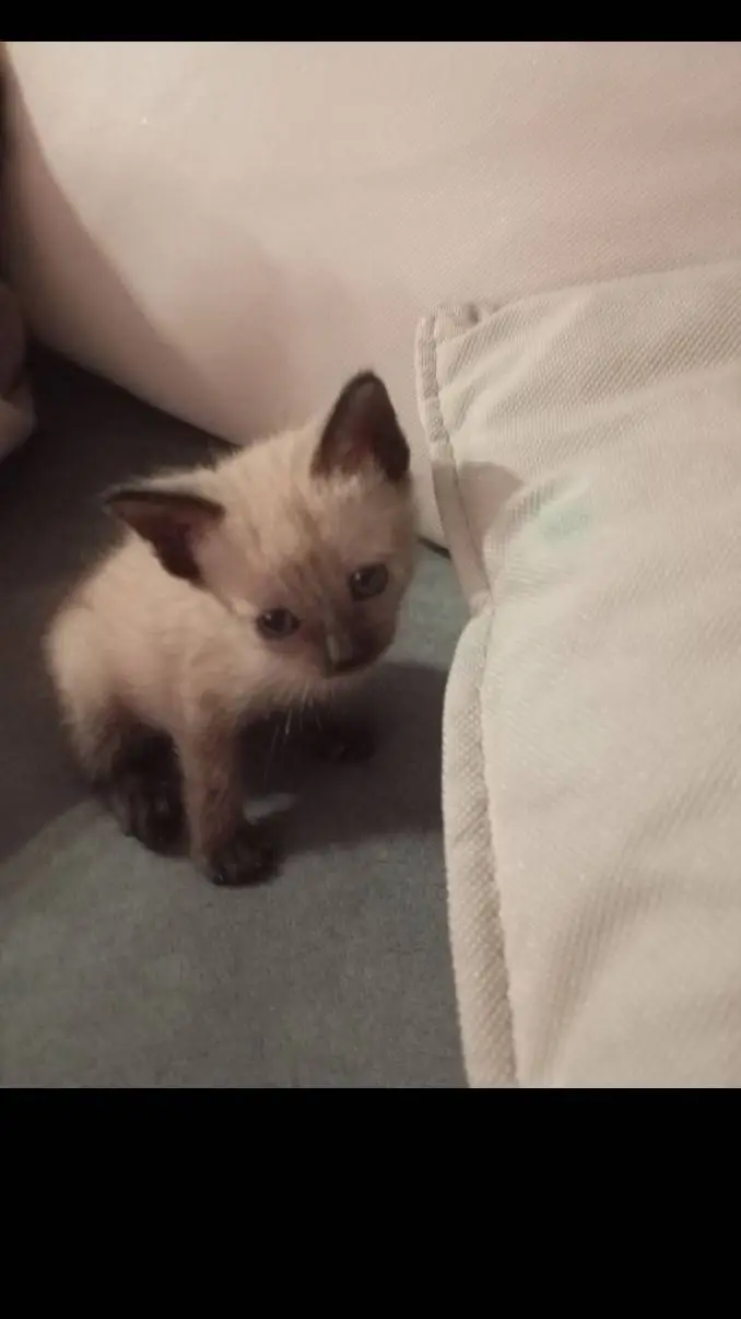 ai character: oreo background