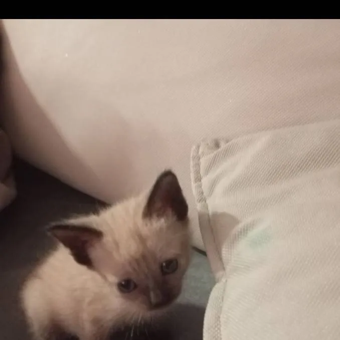 chat with ai character: oreo