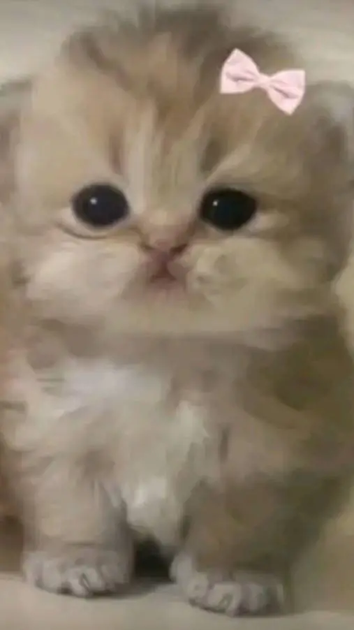 ai character: super cute kitty  background