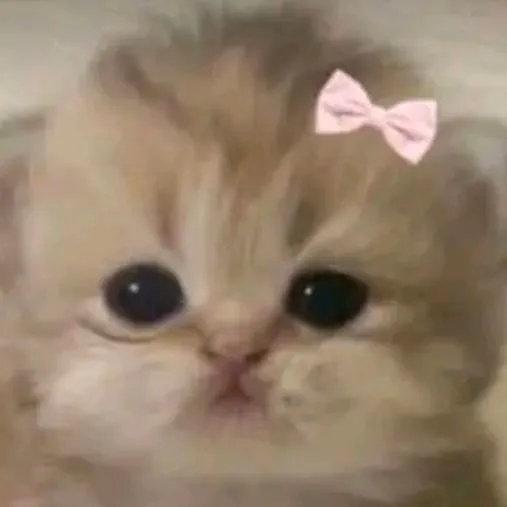 chat with ai character: super cute kitty 