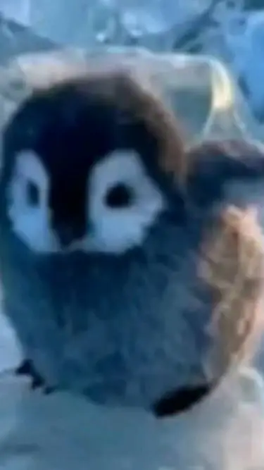ai character: baby penguin  background