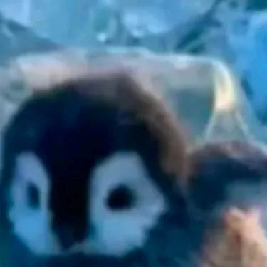 chat with ai character: baby penguin 