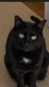 ai character: MHA missing cat background