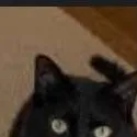chat with ai character: MHA missing cat