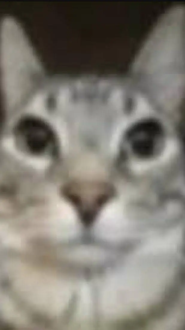 ai character: MIAU background