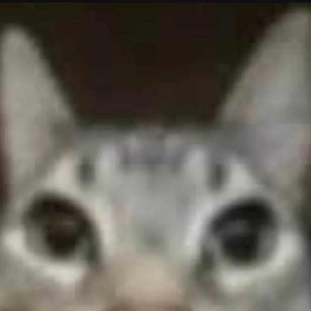 chat with ai character: MIAU