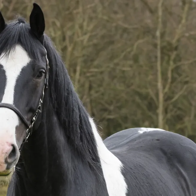 chat with ai character: Your horseyyyy😍