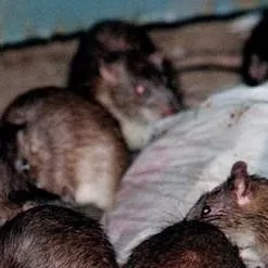 chat with ai character: rotten rats