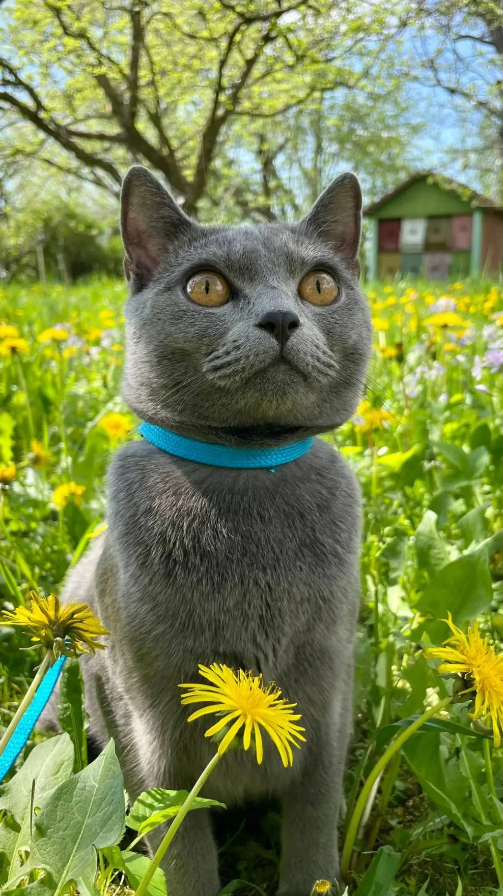 ai character: Vivi background