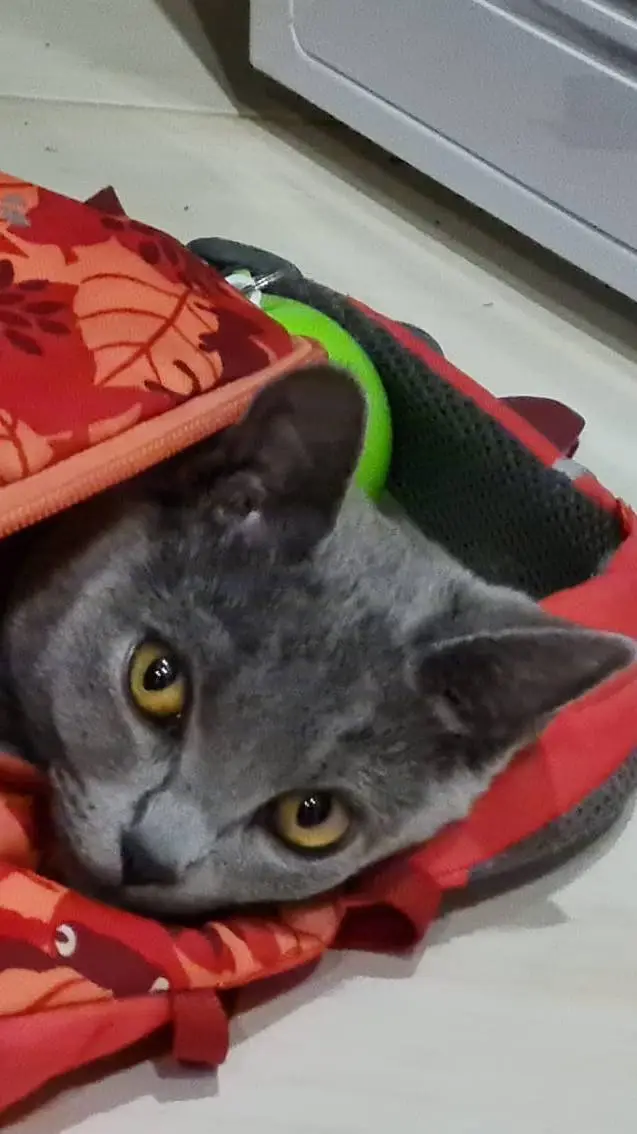 ai character: Vivi  background