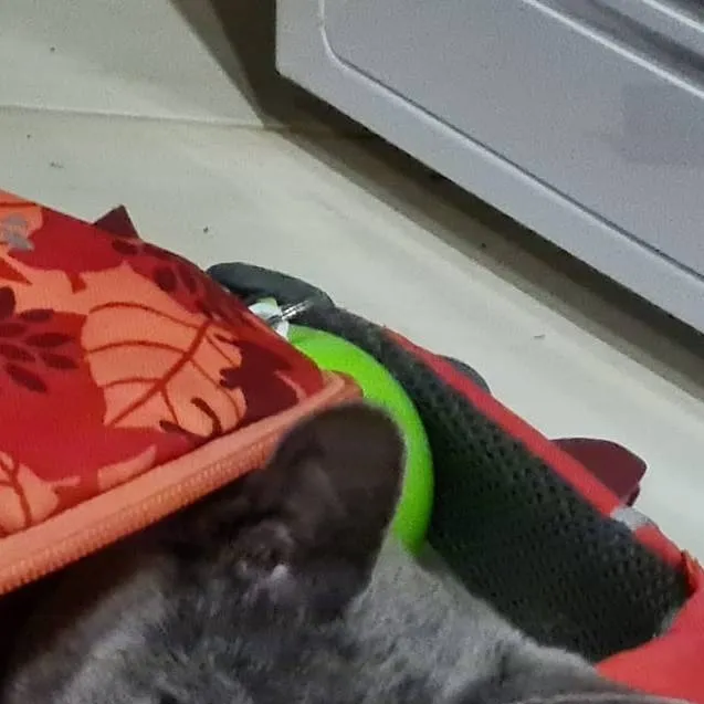 chat with ai character: Vivi 