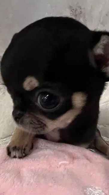 ai character: kny muzan background