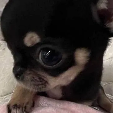 chat with ai character: kny muzan