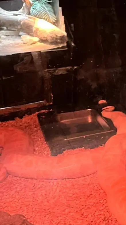 ai character: mina  background