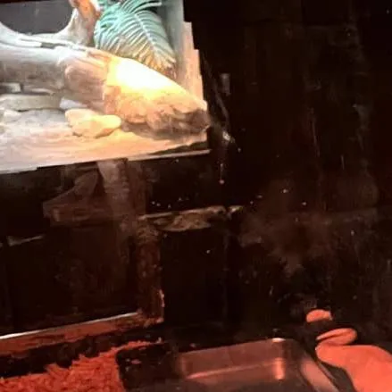 chat with ai character: mina 