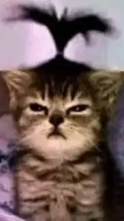 ai character: kitty background
