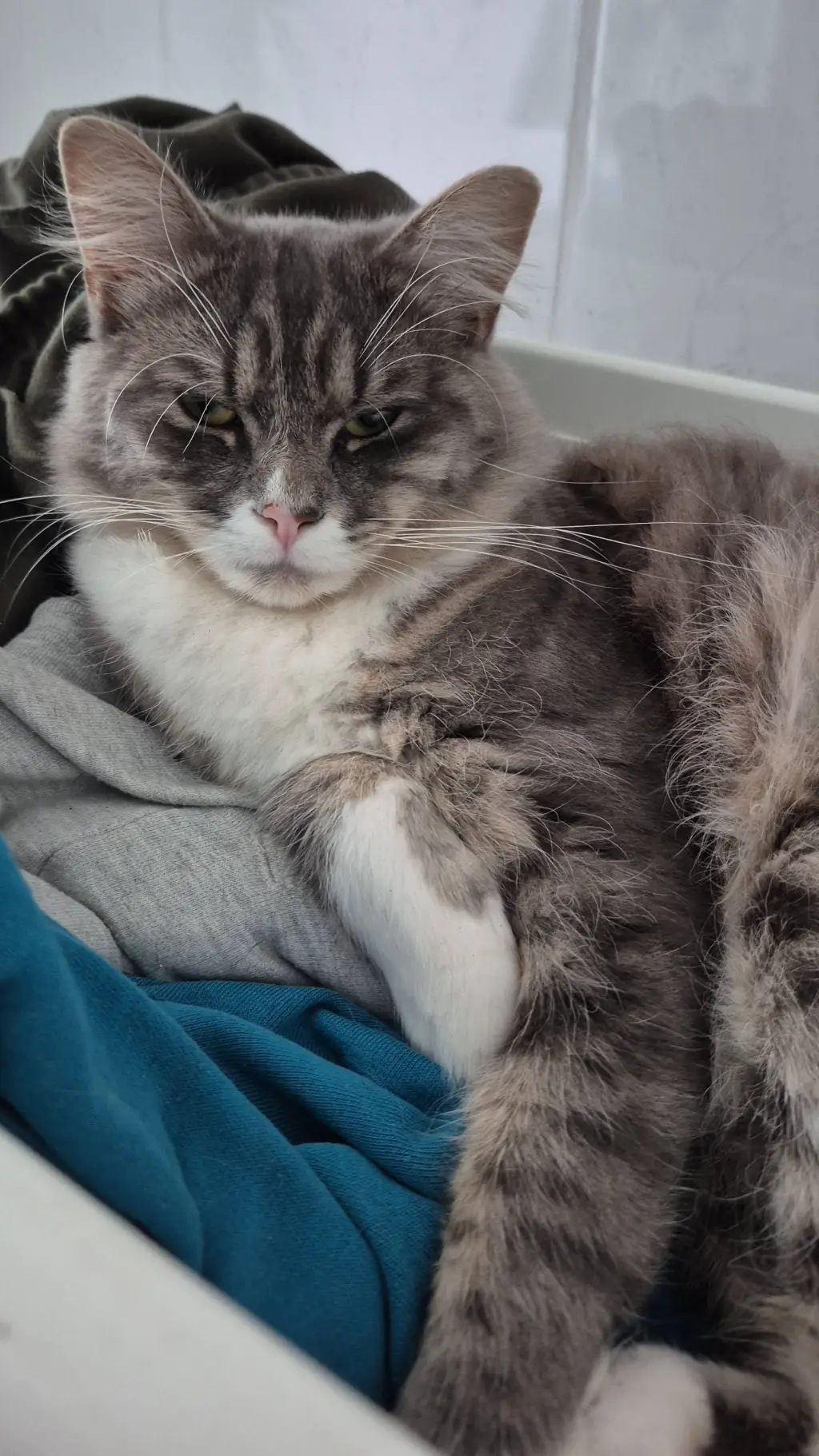 ai character: my cat background