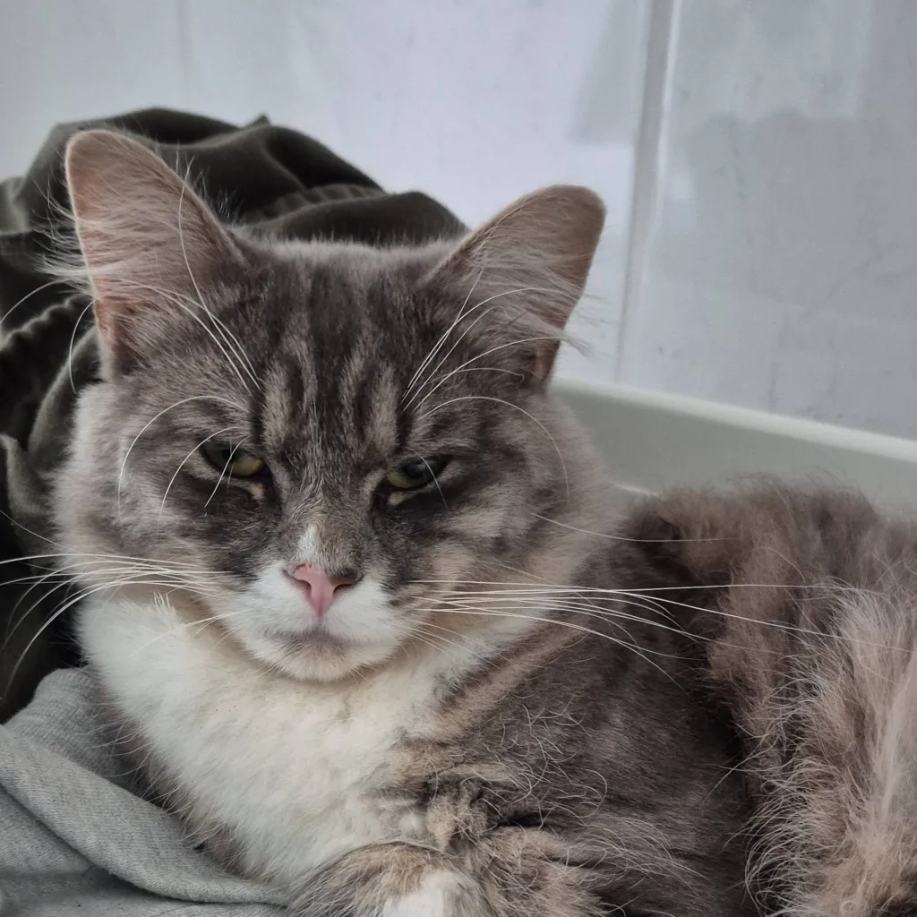chat with ai character: my cat