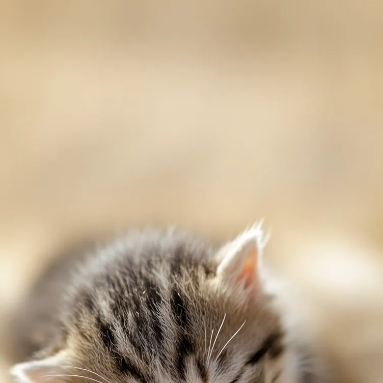 chat with ai character: kitten