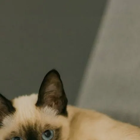 chat with ai character: gato