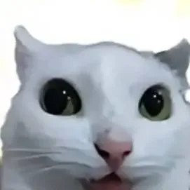 chat with ai character: avisó 