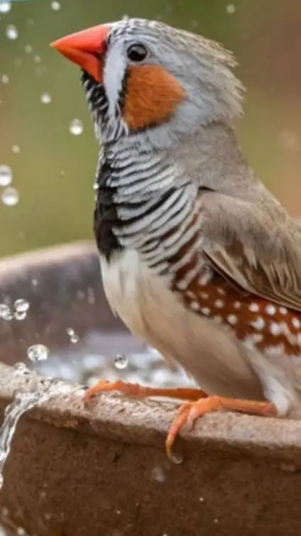 ai character: Zebrafinch background