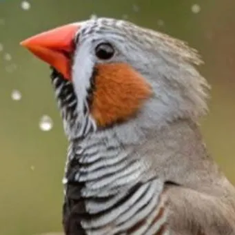 chat with ai character: Zebrafinch