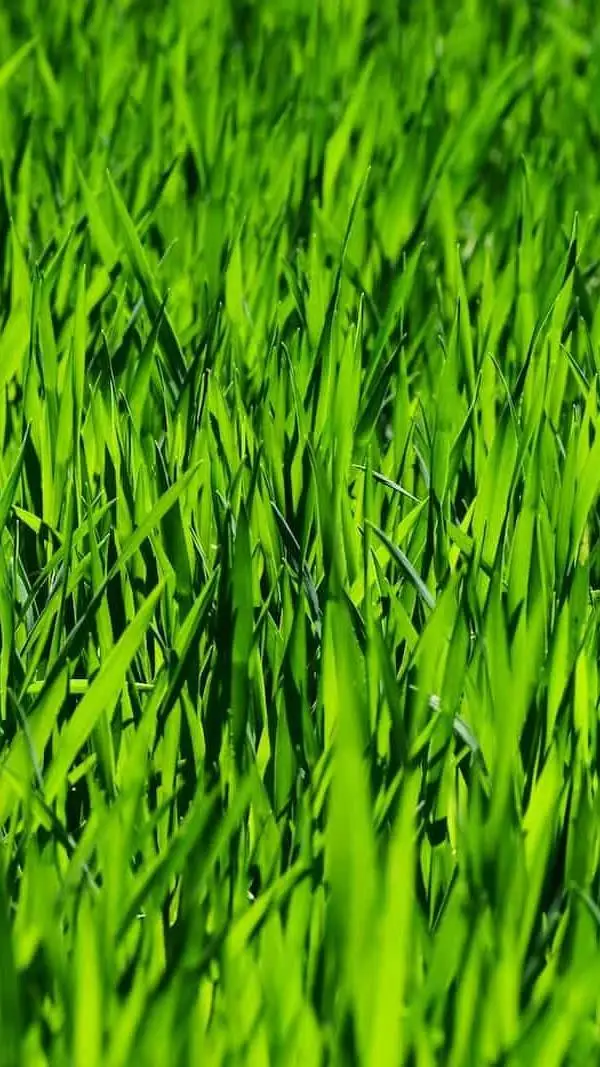 ai character: grass background
