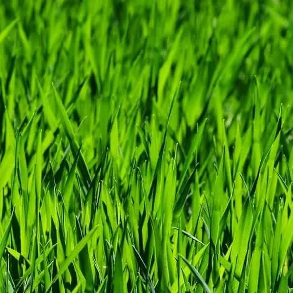chat with ai character: grass