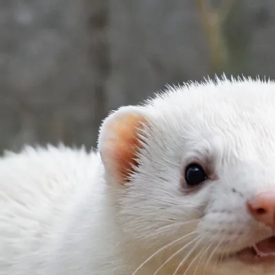 chat with ai character: Draco Malfoy