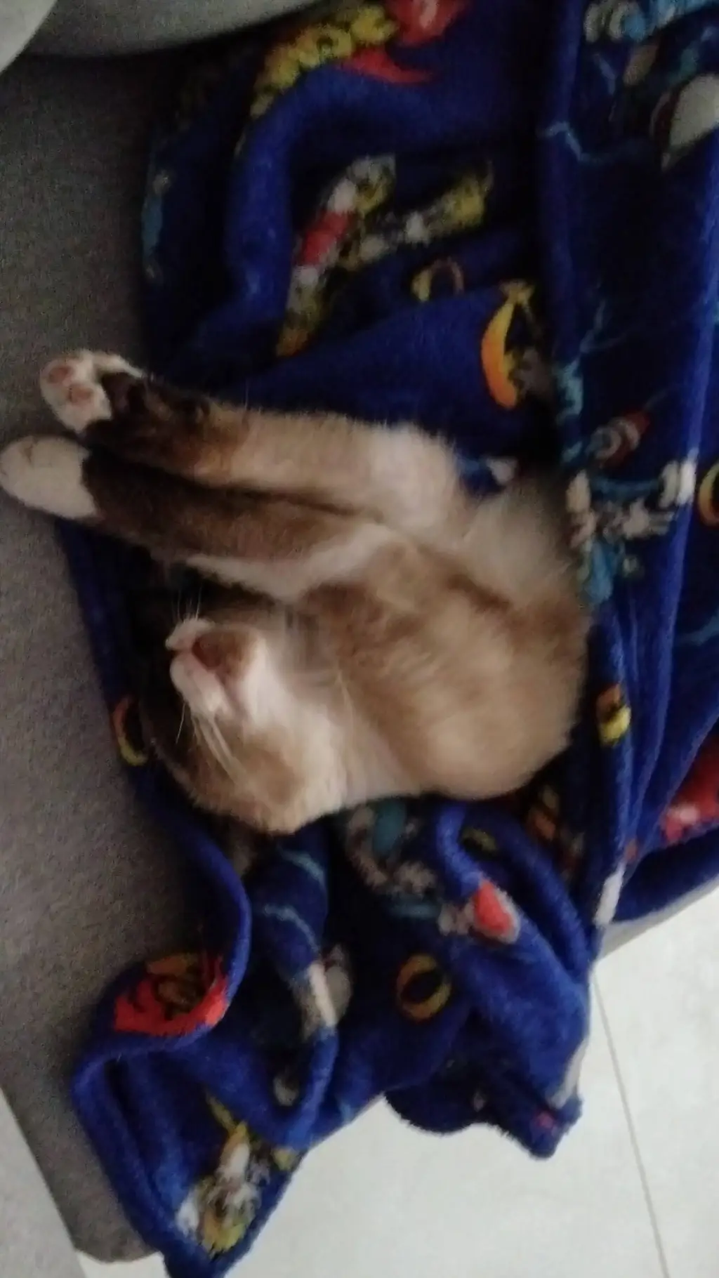 ai character: tomy mi gatito😇 background