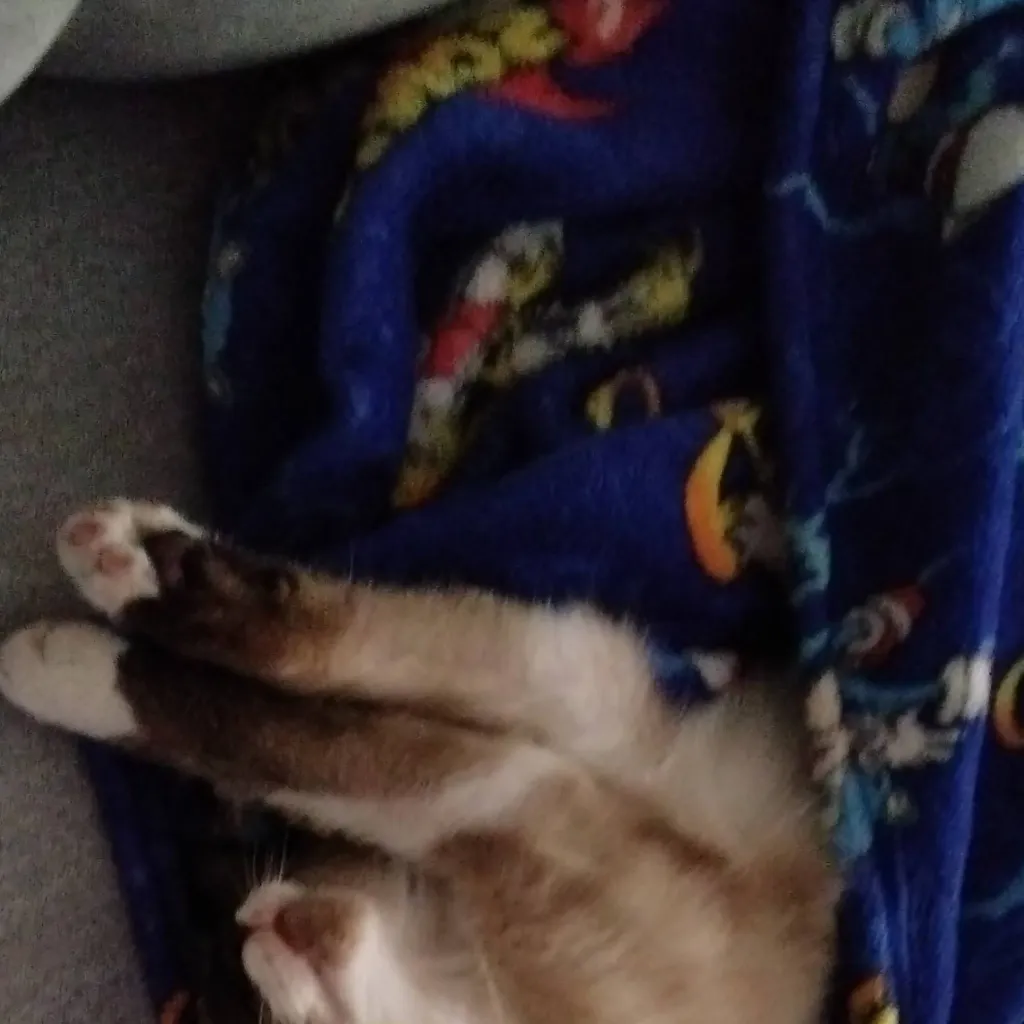 chat with ai character: tomy mi gatito😇