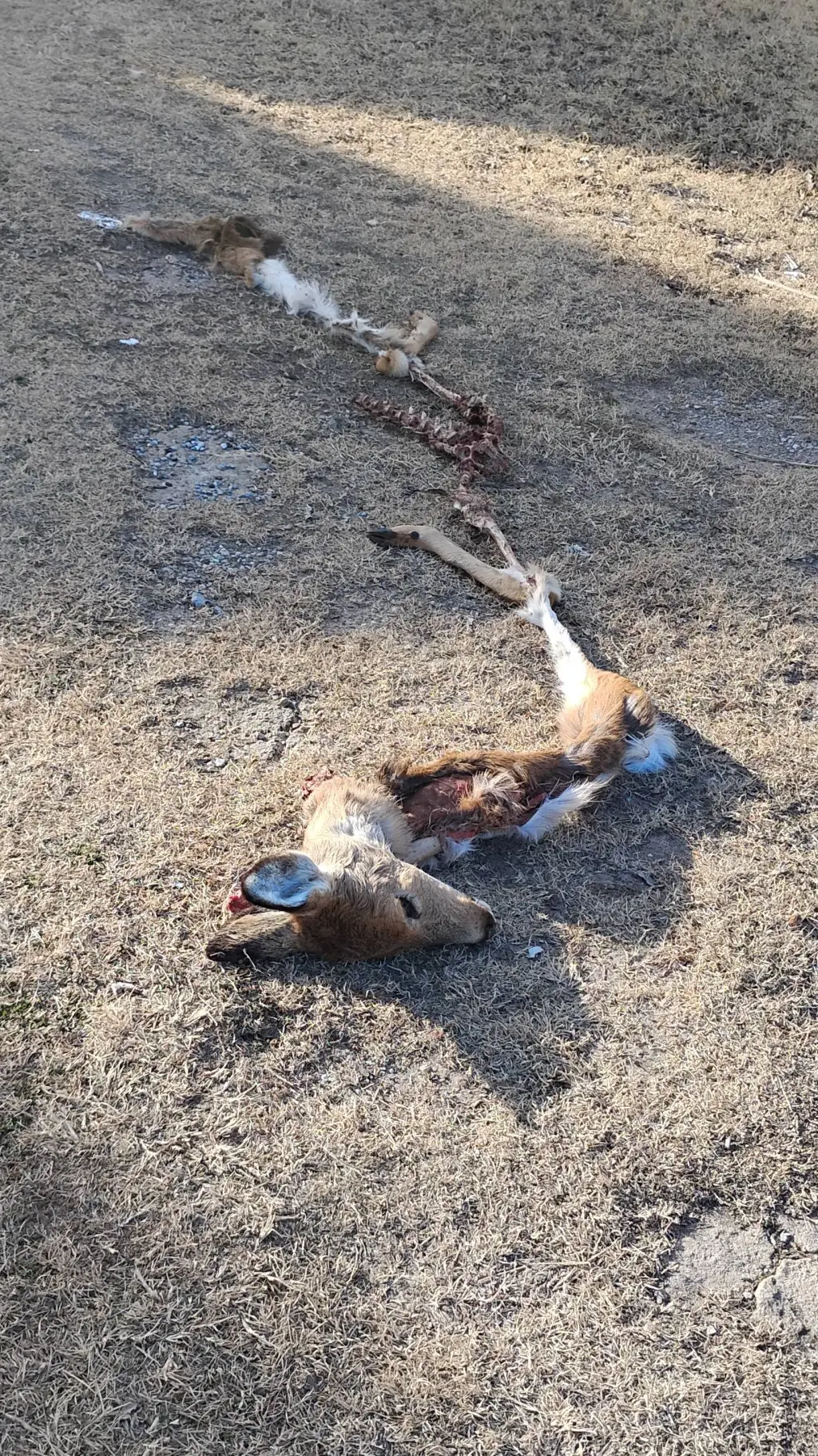 ai character: Dreamnoblade background