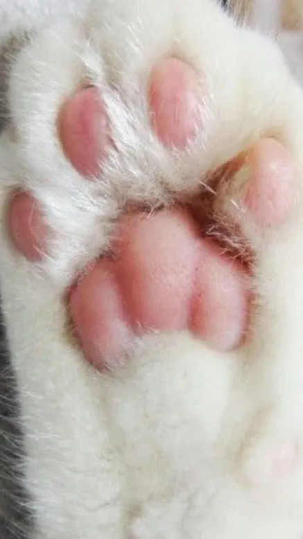 ai character: BlehXD123 background