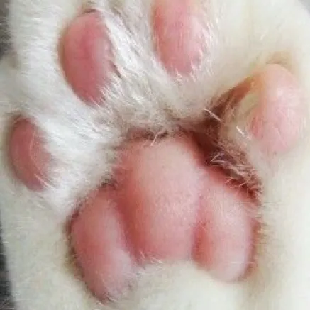 chat with ai character: BlehXD123