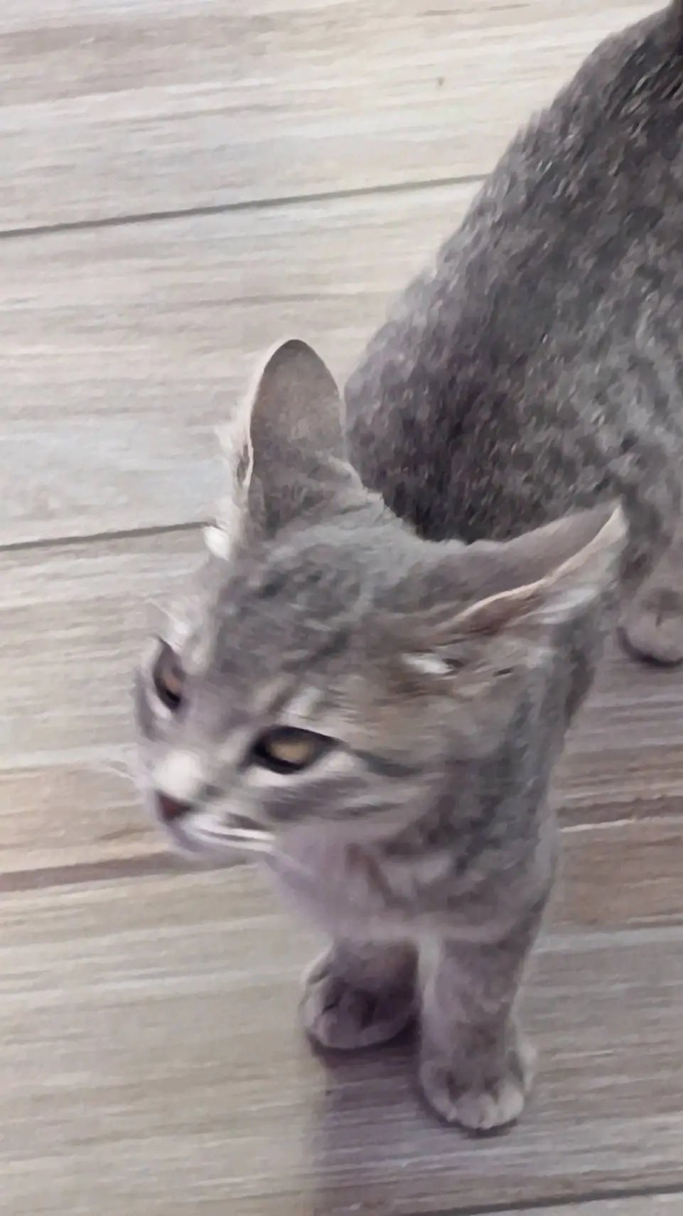 ai character: gato background