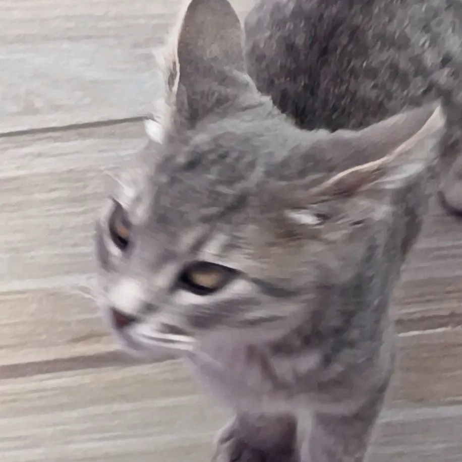 chat with ai character: gato