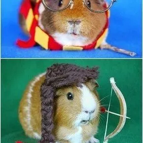 chat with ai character: ejercito cuy