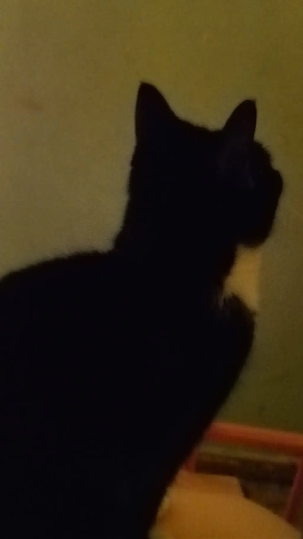 ai character: MY CAT bootciee  background