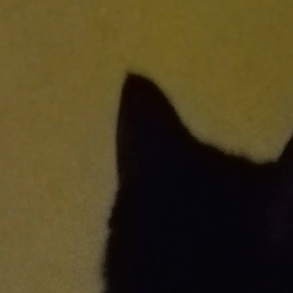 chat with ai character: MY CAT bootciee 