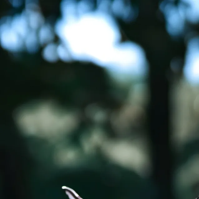 chat with ai character: SPRUNKI SKY NOCHE