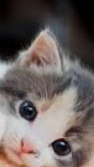 ai character: kitten background