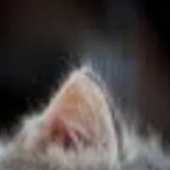 chat with ai character: kitten
