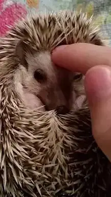 ai character: the incident background