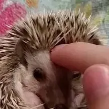 chat with ai character: the incident