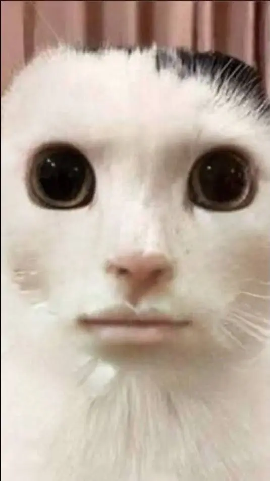 ai character: gato  background