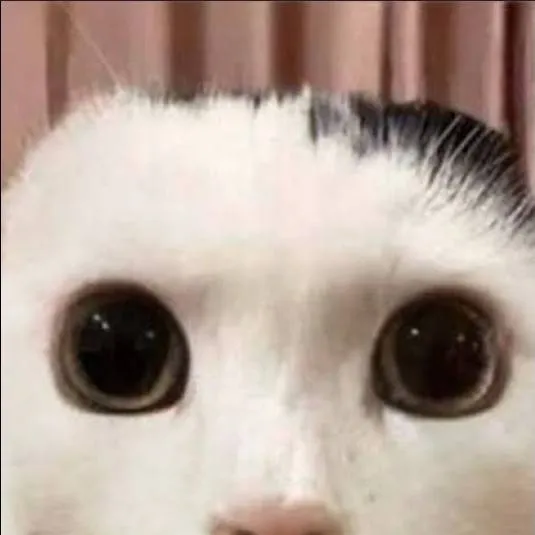 chat with ai character: gato 