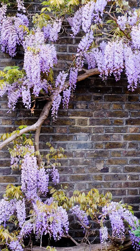 ai character: ds peaceful au 😌  background