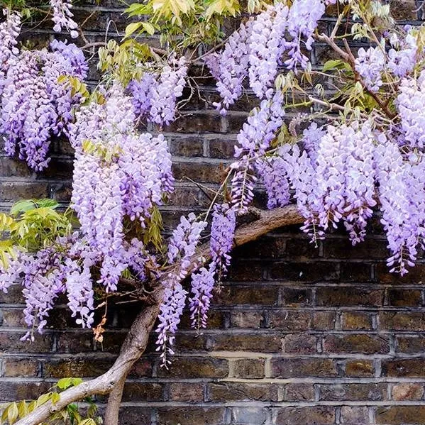 chat with ai character: ds peaceful au 😌 